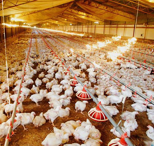 Poultry Farming Course